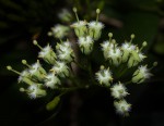 Canthium armatum