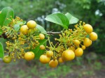 Canthium armatum