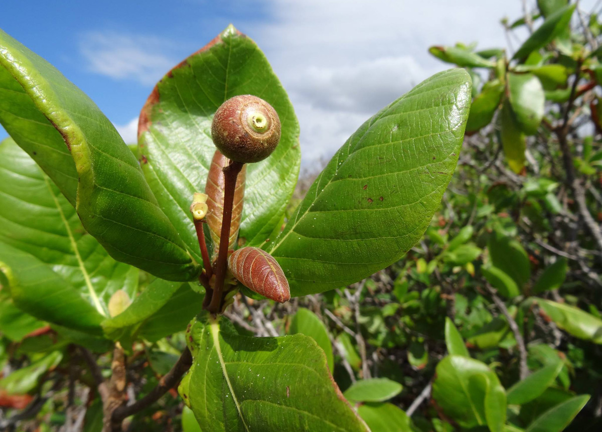 Guettarda speciosa