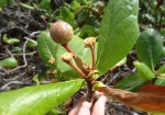 Guettarda speciosa