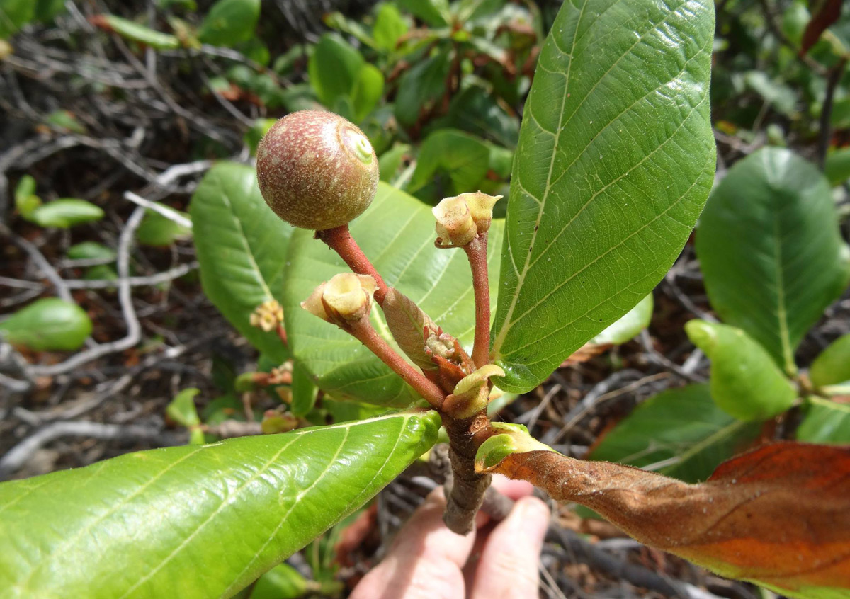 Guettarda speciosa