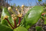 Guettarda speciosa