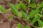 Corchorus junodii