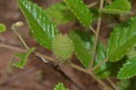 Corchorus junodii