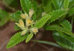 Corchorus junodii