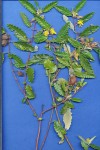 Corchorus junodii