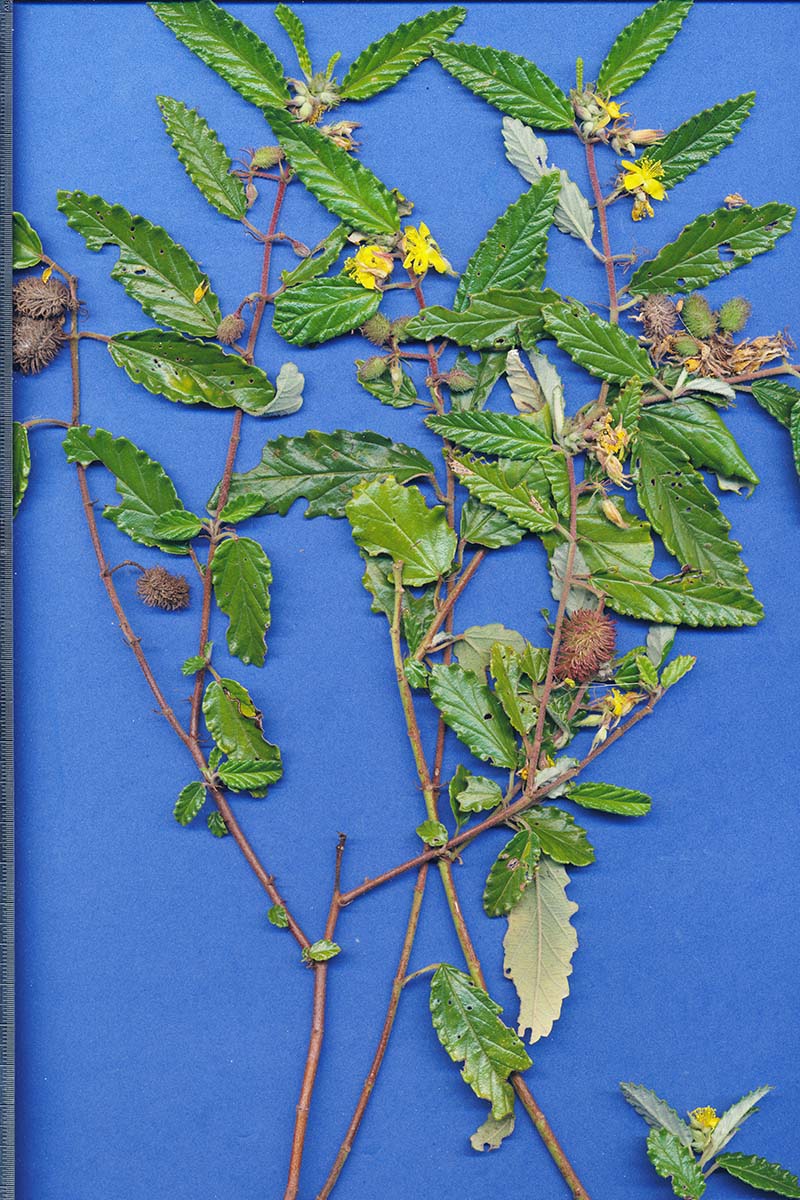 Corchorus junodii