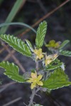 Corchorus junodii