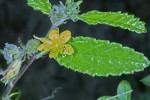 Corchorus junodii