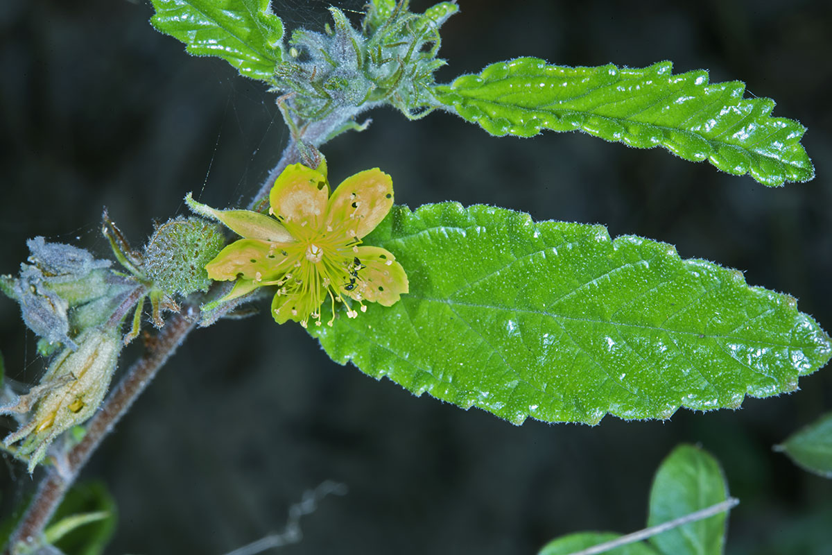 Corchorus junodii