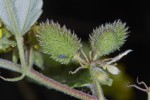 Corchorus junodii