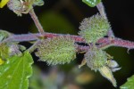 Corchorus junodii