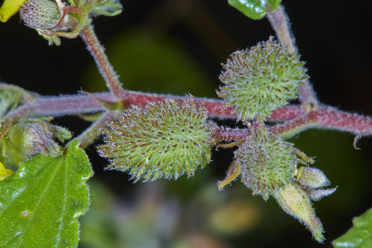 Corchorus junodii