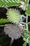 Corchorus junodii