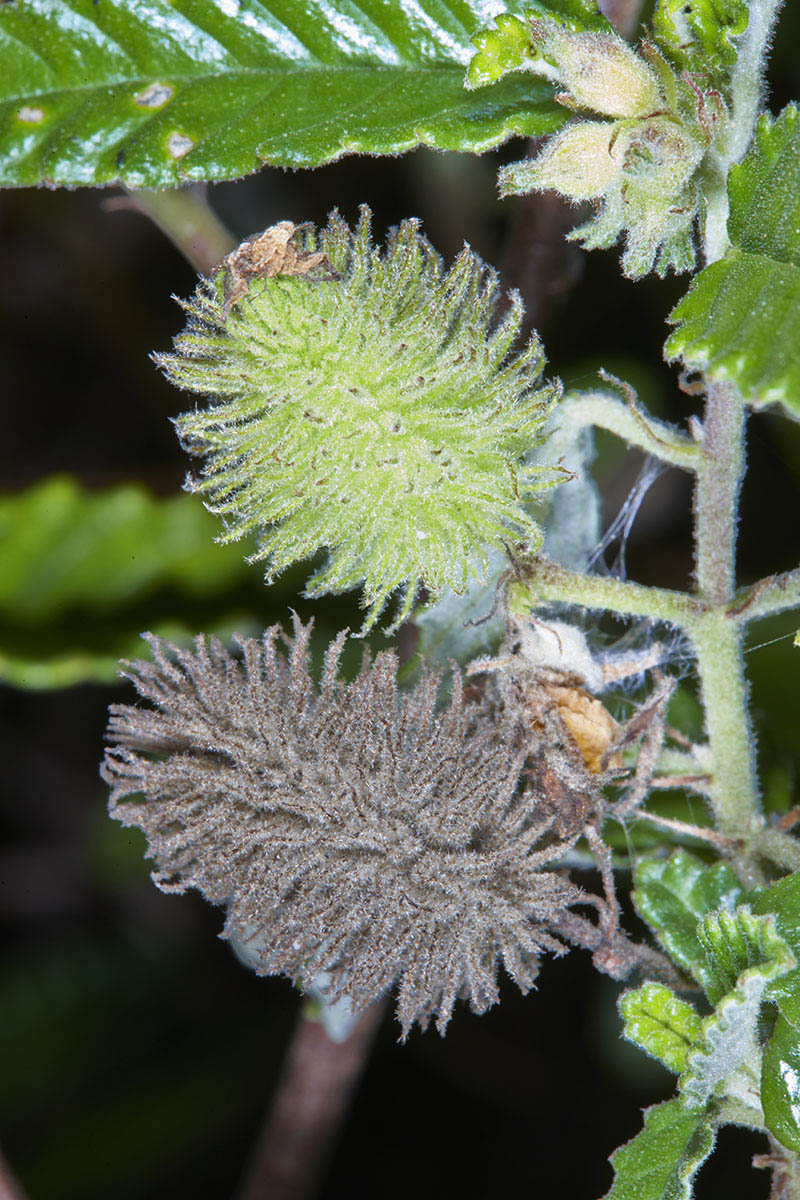 Corchorus junodii