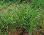 Trichodesma angustifolium