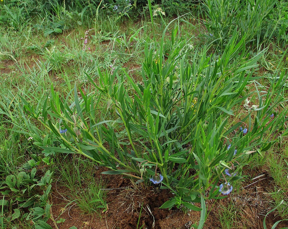 Trichodesma angustifolium