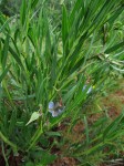 Trichodesma angustifolium