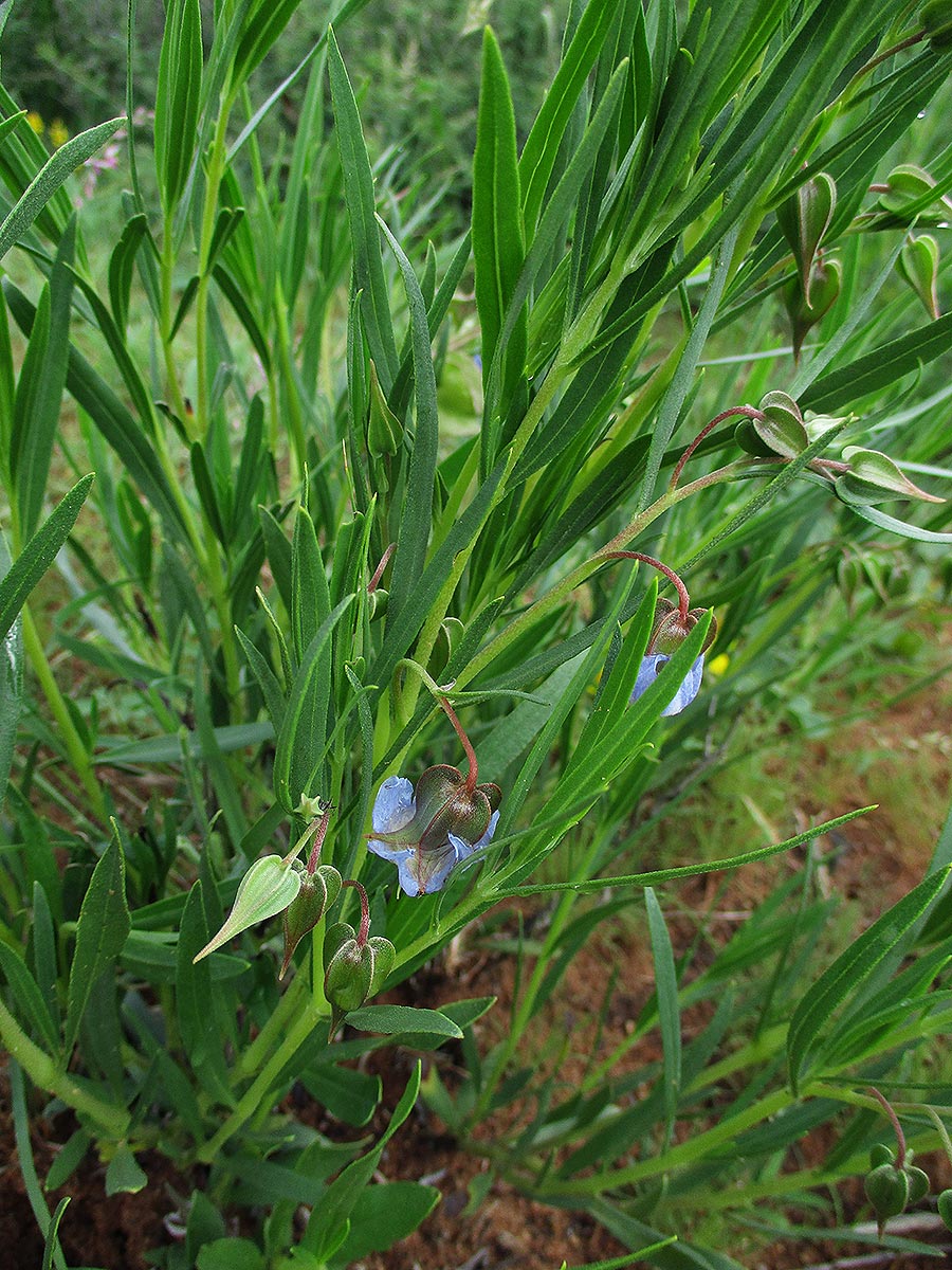 Trichodesma angustifolium
