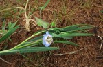 Trichodesma angustifolium