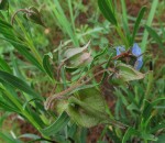 Trichodesma angustifolium