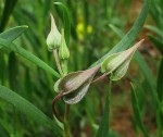 Trichodesma angustifolium