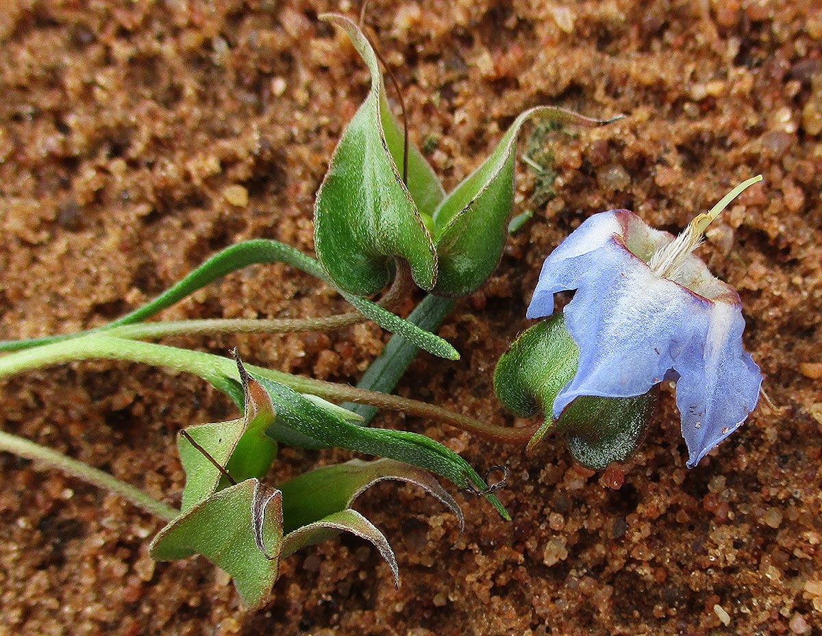 Trichodesma angustifolium