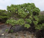Argusia argentea