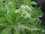 Argusia argentea