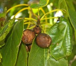 Cordia subcordata