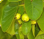 Cordia subcordata