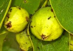 Cordia subcordata