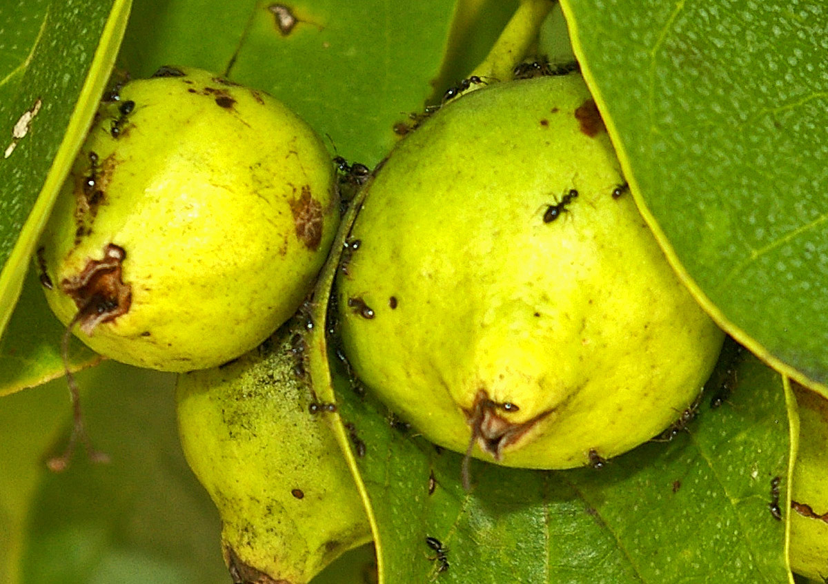Cordia subcordata