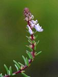Aeollanthus subacaulis var. linearis