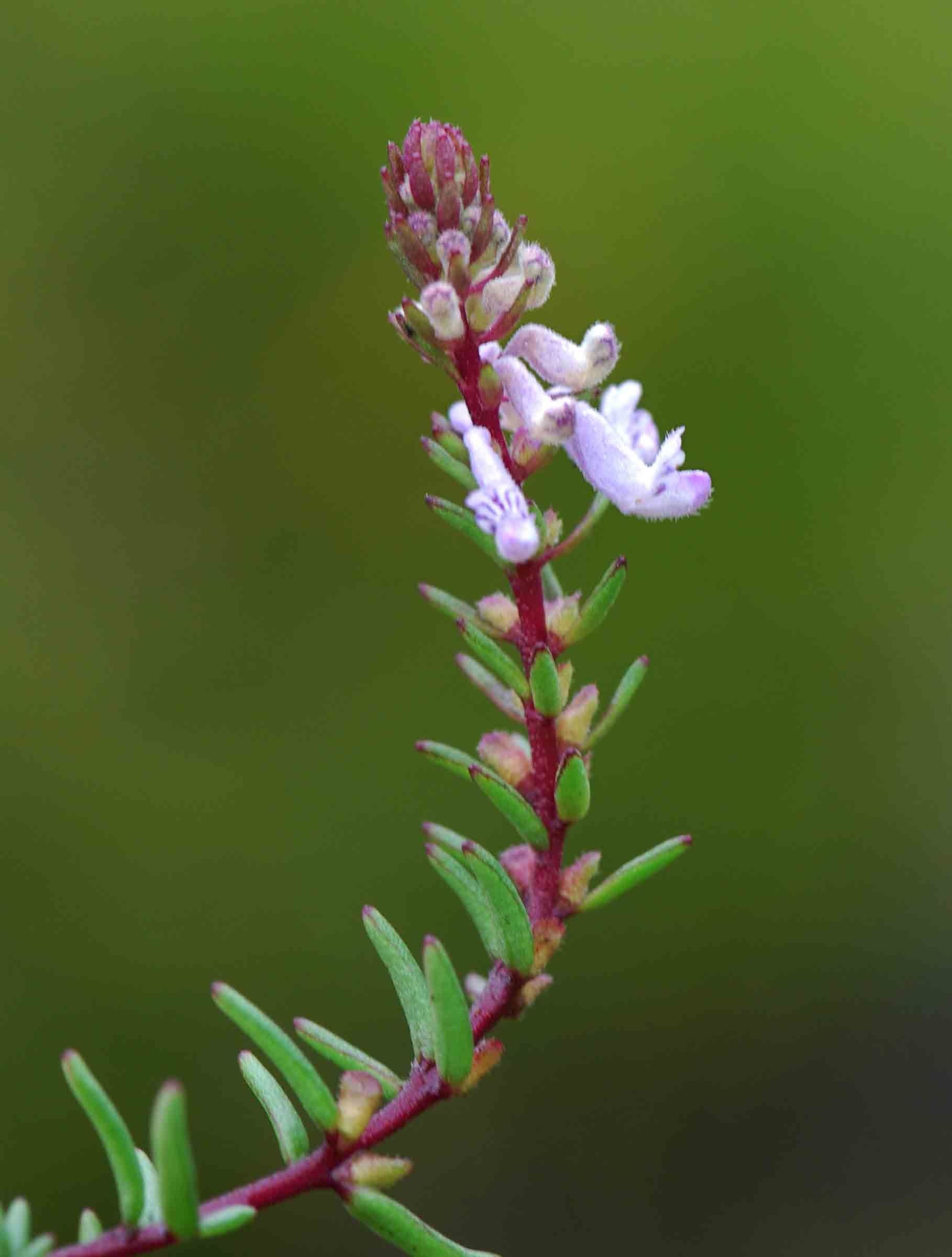 Aeollanthus subacaulis var. linearis