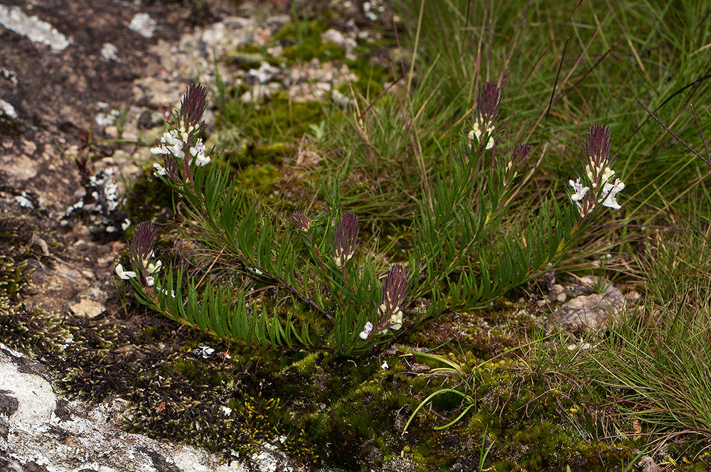 Aeollanthus subacaulis var. linearis