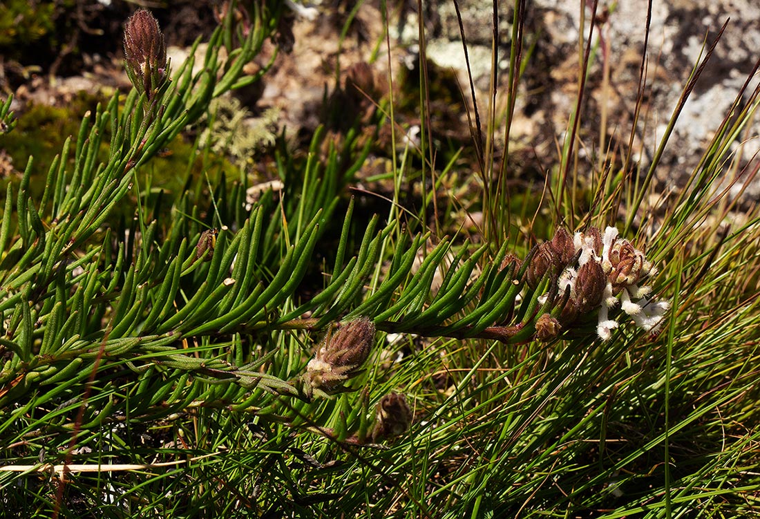 Aeollanthus subacaulis var. linearis