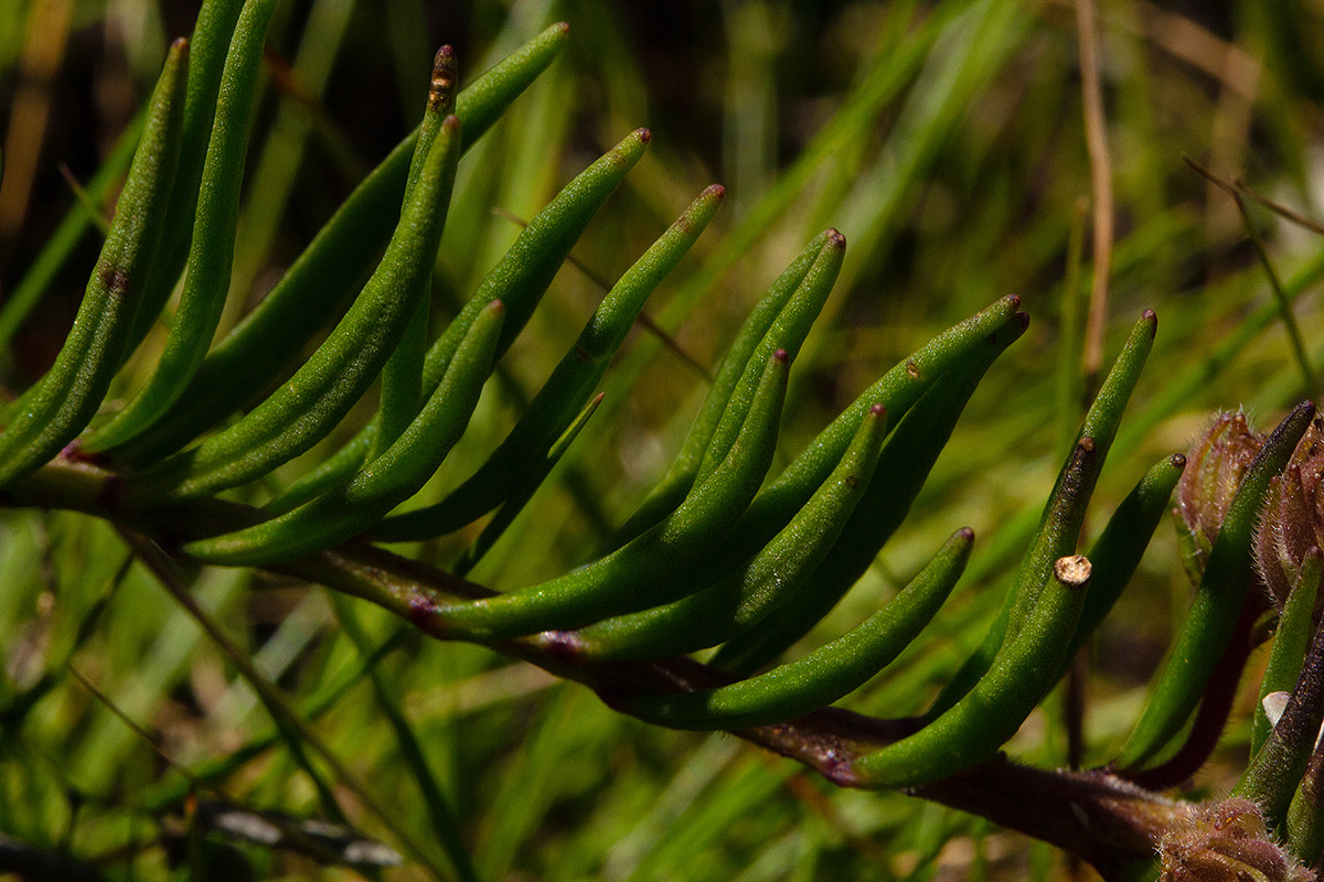 Aeollanthus subacaulis var. linearis