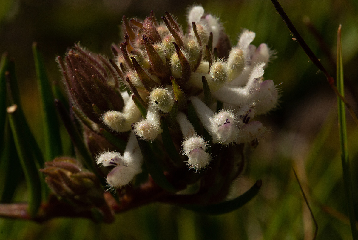 Aeollanthus subacaulis var. linearis
