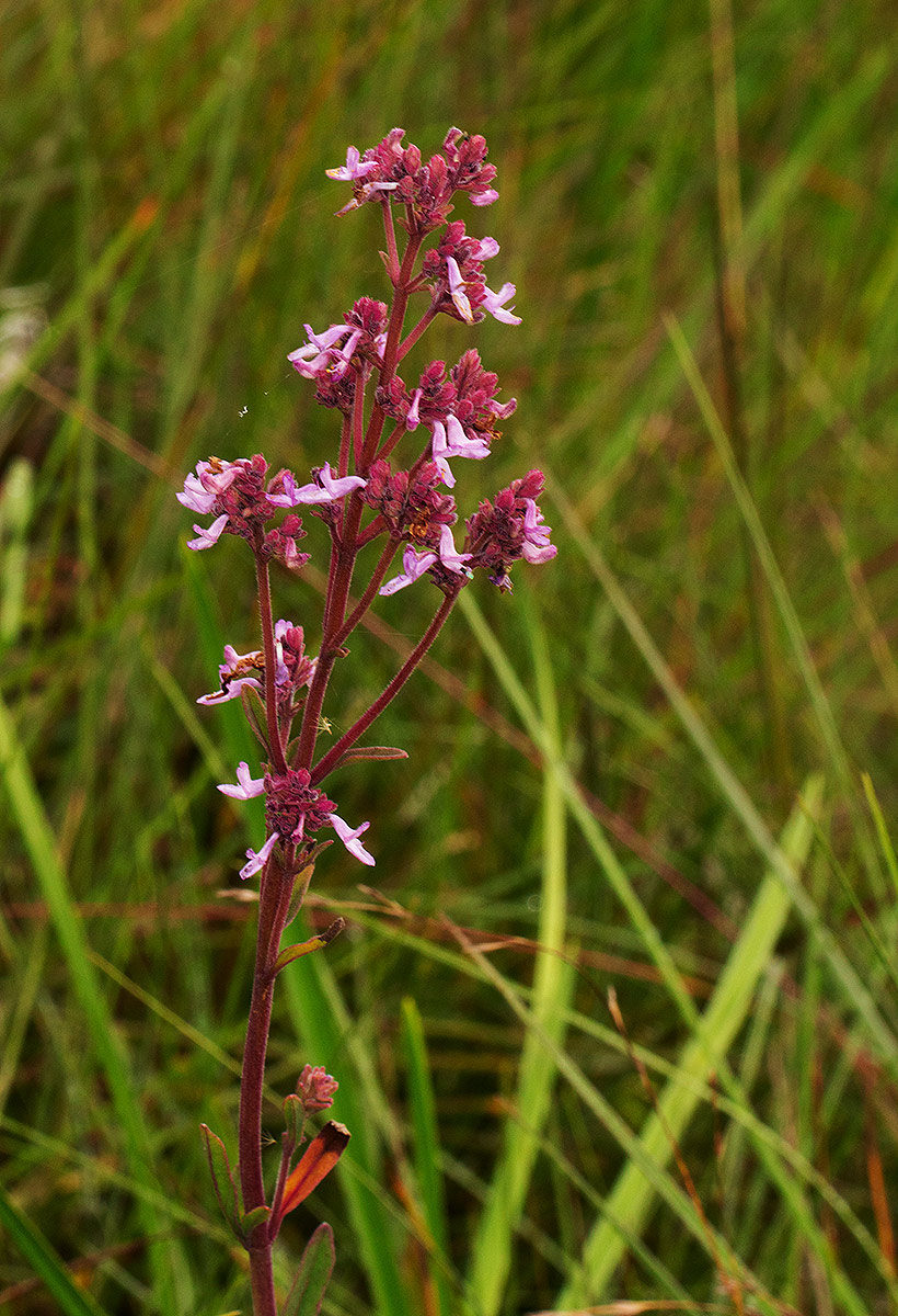 Aeollanthus engleri