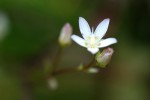 Swertia usambarensis var. curtioides