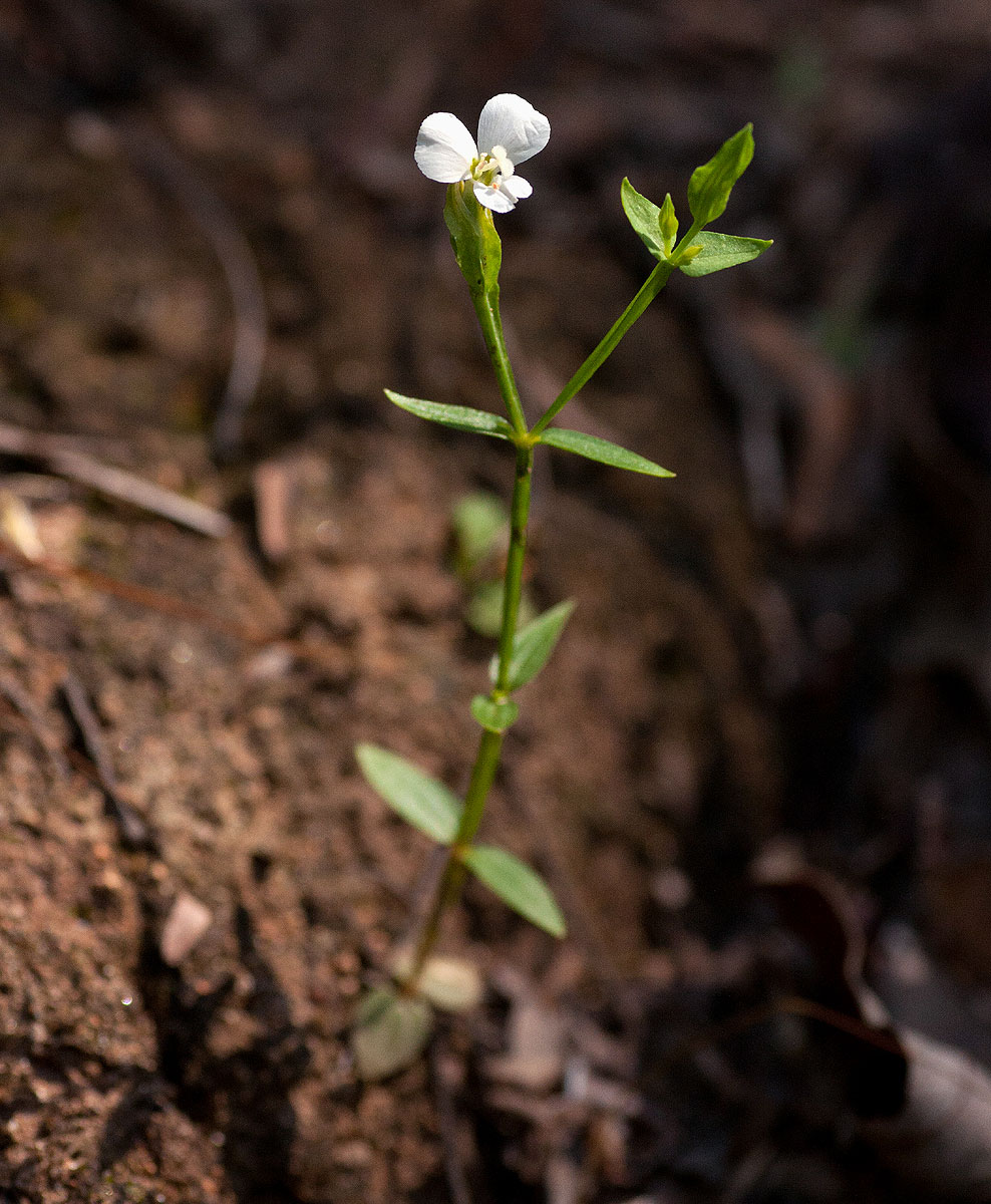 Canscora alata