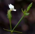 Canscora alata