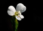 Canscora alata