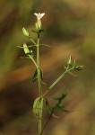 Canscora alata