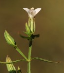 Canscora alata