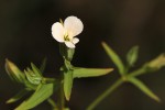 Canscora alata