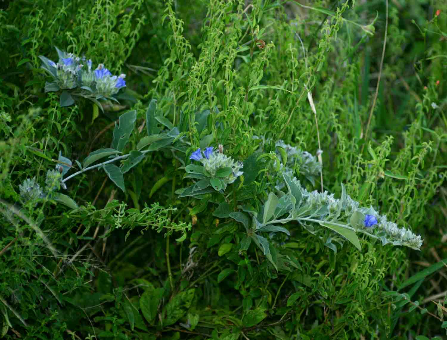 Bonamia mossambicensis