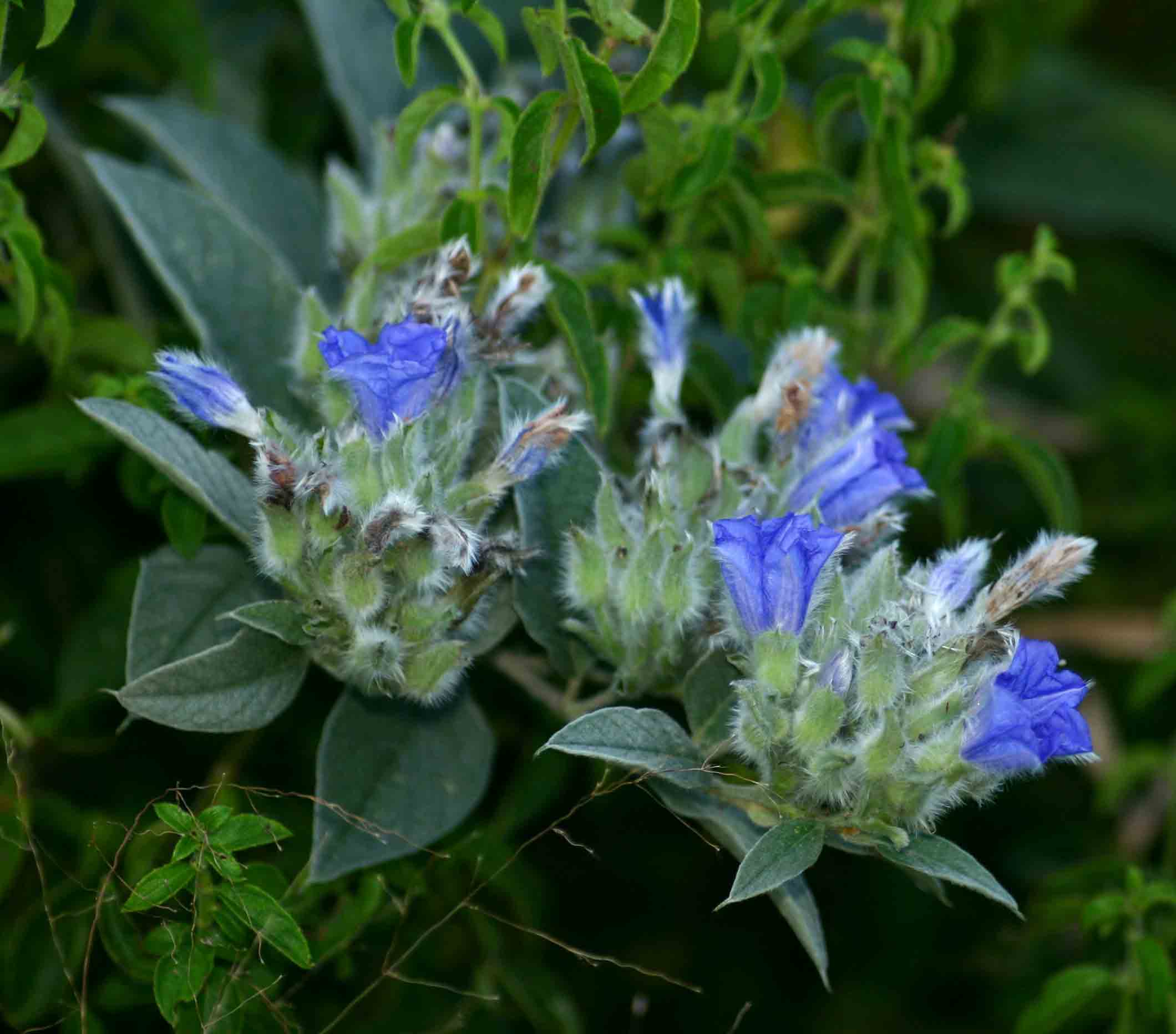 Bonamia mossambicensis