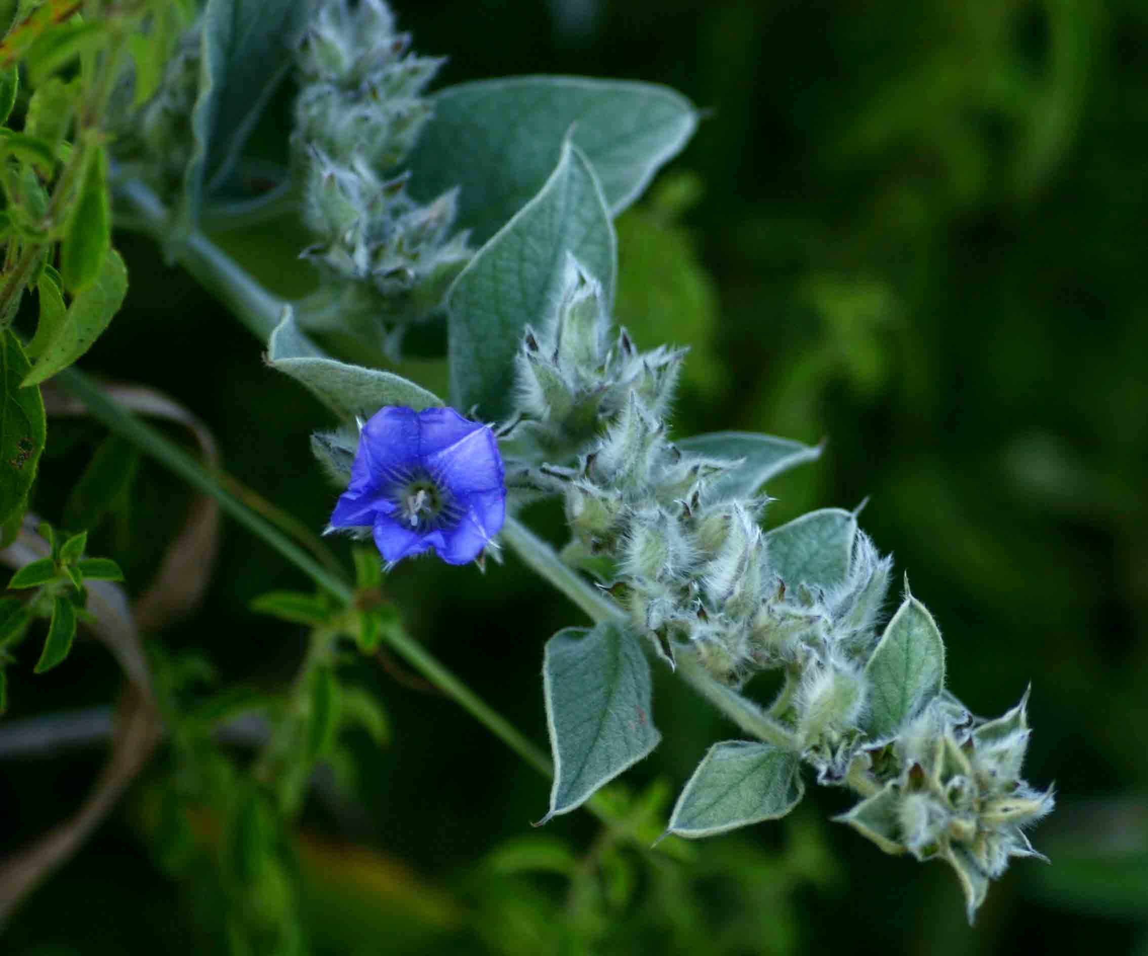 Bonamia mossambicensis